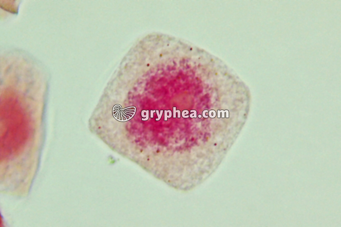 Mitose cellules de racine d'Ail - Cellule-mère x800 - gryphea.com